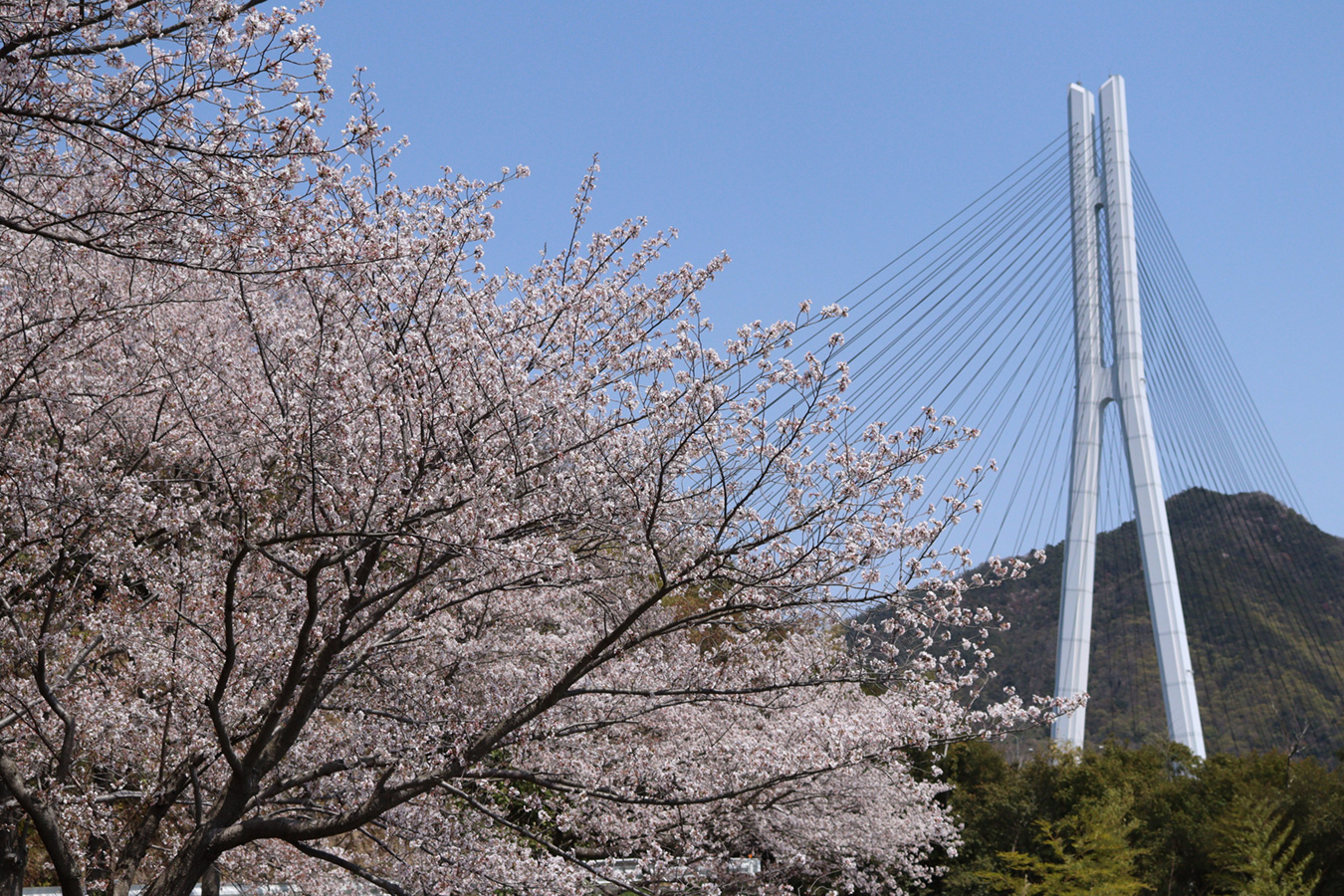3-4月「春の架け橋」｜石井 実悠